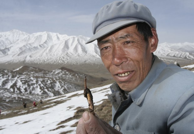 དབྱར་རྩ་དགུན་འབུ་དང་མང་ཚོགས་ཀྱི་འཚོ་བ།