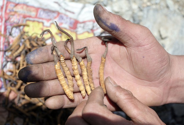 དབྱར་རྩ་དགུན་འབུ་དང་བོད་མིའི་འཚོ་བ།