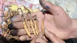 དབྱར་རྩ་དགུན་འབུ་དང་བོད་མིའི་འཚོ་བ།