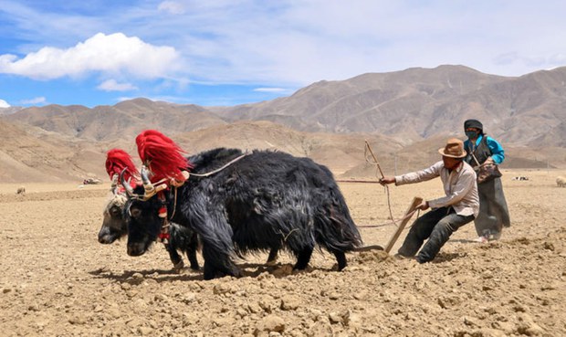 བོད་ནང་ཡར་རྒྱས་འཛུགས་བསྐྲུན་མང་དུ་གཏོང་གི་ཡོད་པ།