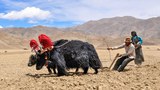 བོད་ནང་ཡར་རྒྱས་འཛུགས་བསྐྲུན་མང་དུ་གཏོང་གི་ཡོད་པ།