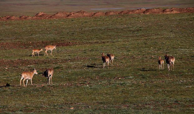 རྒྱ་ནག་གཞུང་གིས་ཨ་ཆེན་གངས་རྒྱབ་ཀྱི་ཁོར་ཡུགས་སྲུང་སྐྱོབ་ཐད་དོ་སྣང་བྱས་མེད་པ།