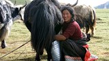 རྒྱ་གཞུང་གིས་བོད་ཚོར་སེམས་ཅན་ཉོ་རུ་བཅུག་པ།