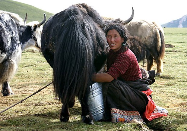 རྒྱ་གཞུང་གིས་བོད་ཚོར་སེམས་ཅན་ཉོ་རུ་བཅུག་པ། རྒྱ་གཞུང་གིས་བོད་ཚོར་སེམས་ཅན་ཉོ་རུ་བཅུག་པ།