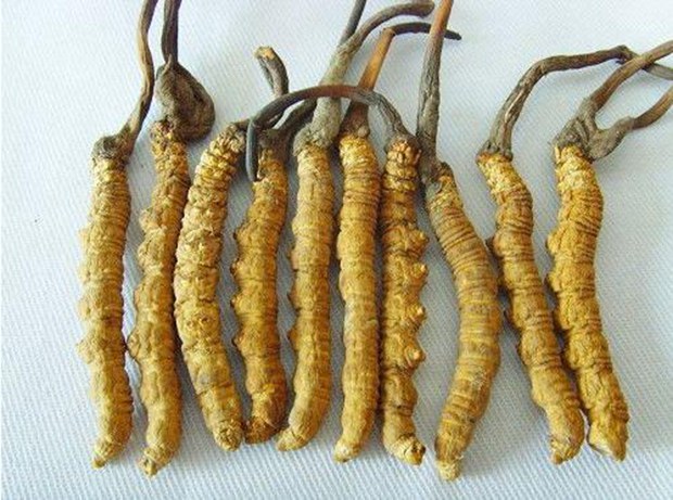 དབྱར་རྩྭ་དགུན་འབུ་འདེབས་ལས་ཀྱིས་ཚོང་བསྒྱུར་བྱེད་བཞིན་པ་དེས་མིའི་བདེ་ཐང་ལ་གནོད་ཚབ་ཡོད་པ། དབྱར་རྩྭ་དགུན་འབུ་འདེབས་ལས་ཀྱིས་ཚོང་བསྒྱུར་བྱེད་བཞིན་པ་དེས་མིའི་བདེ་ཐང་ལ་གནོད་ཚབ་ཡོད་པ།