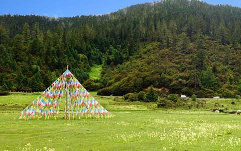 བོད་མཐོ་སྒང་ཁུལ་དུ་ཤིང་ནགས་ཇེ་ཉུང་དུ་འགྲོ་བཞིན་པ།