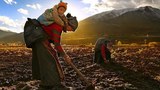 རྒྱ་ནག་གུང་བྲན་སྲིད་གཞུང་འོག་བོད་པའི་བུད་མེད་ཀྱི་འགྲོ་བ་མིའི་ཐོབ་ཐང་།