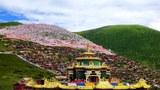 བླ་རུང་སྒར་ནི་ཤམ་བྷ་ལ་མ་རེད།