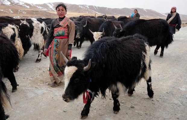 བོད་ཀྱི་འབྲོག་པ་ཚོའི་སྒོ་ཕྱུགས་སེམས་ཅན།