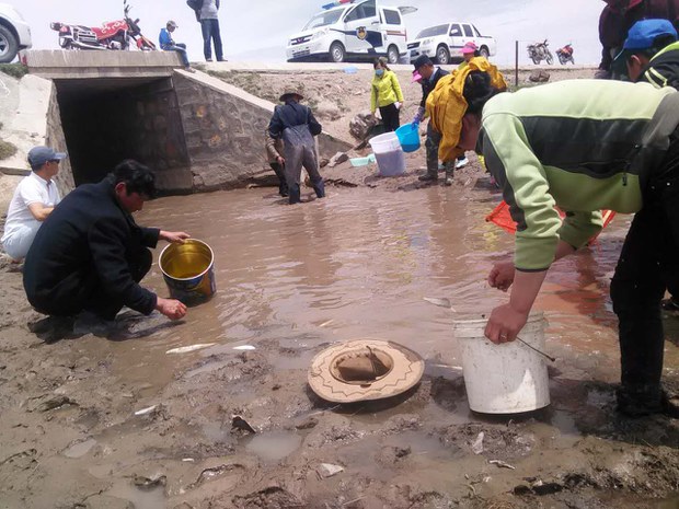 མཚོ་སྔོན་ཁུལ་དུ་གསེར་ཉ་སྲུང་སྐྱོབ་བྱེད་བཞིན་པ།༠༦།༢༠༡༦