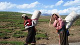 བོད་ནང་ཞིང་འབྲོག་ཁུལ་ཏུ་བུད་མེད་ཚོར་རང་དབང་མེད་པའི་དཀའ་ངལ།