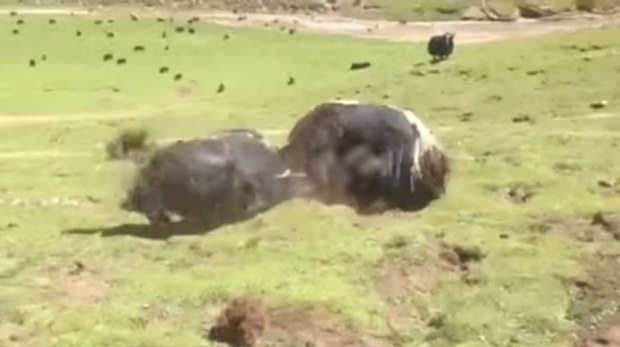 གཡག་རྡུང་ཁ་རྒྱག་རེས་བྱེད་པའི་རྩེད་རིགས།